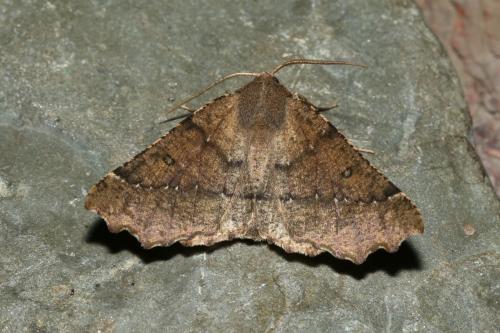 Réf. 183 437 : Odontopera bidentata